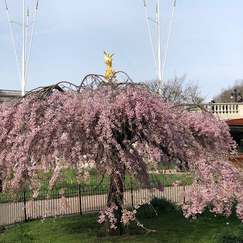 Blossom in St James's Park in March