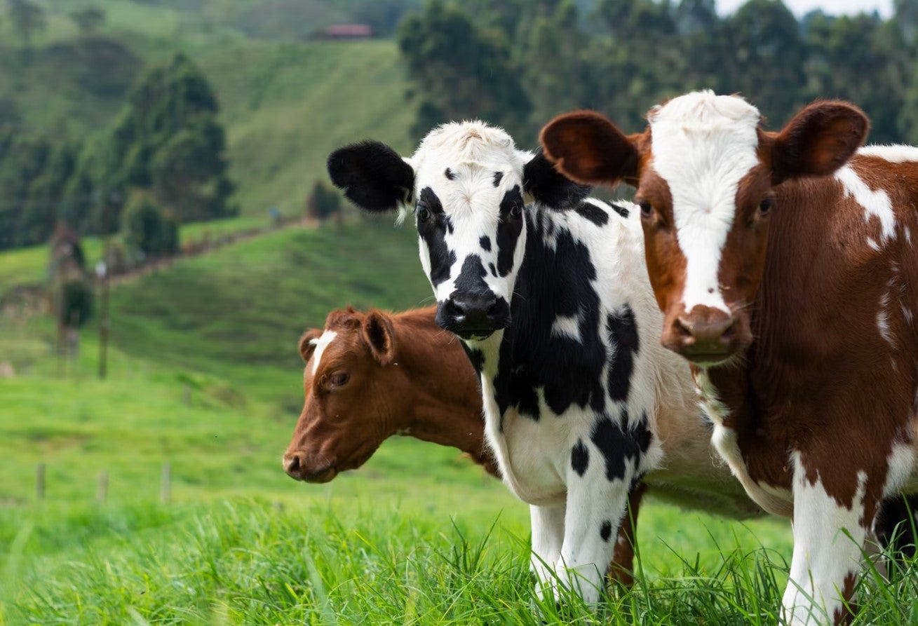 Cow Facts: What You May Not Know About Cows – BossTools