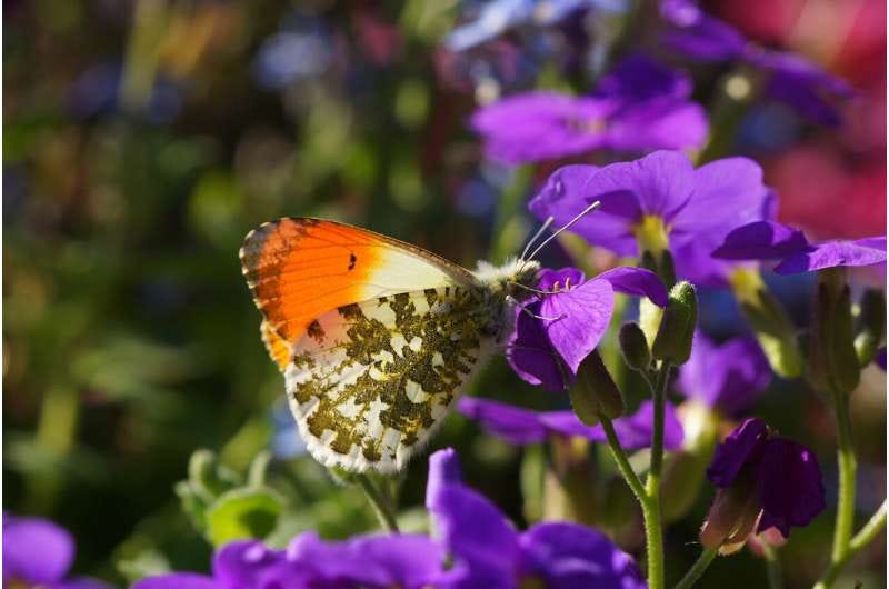 Butterflies on the decline