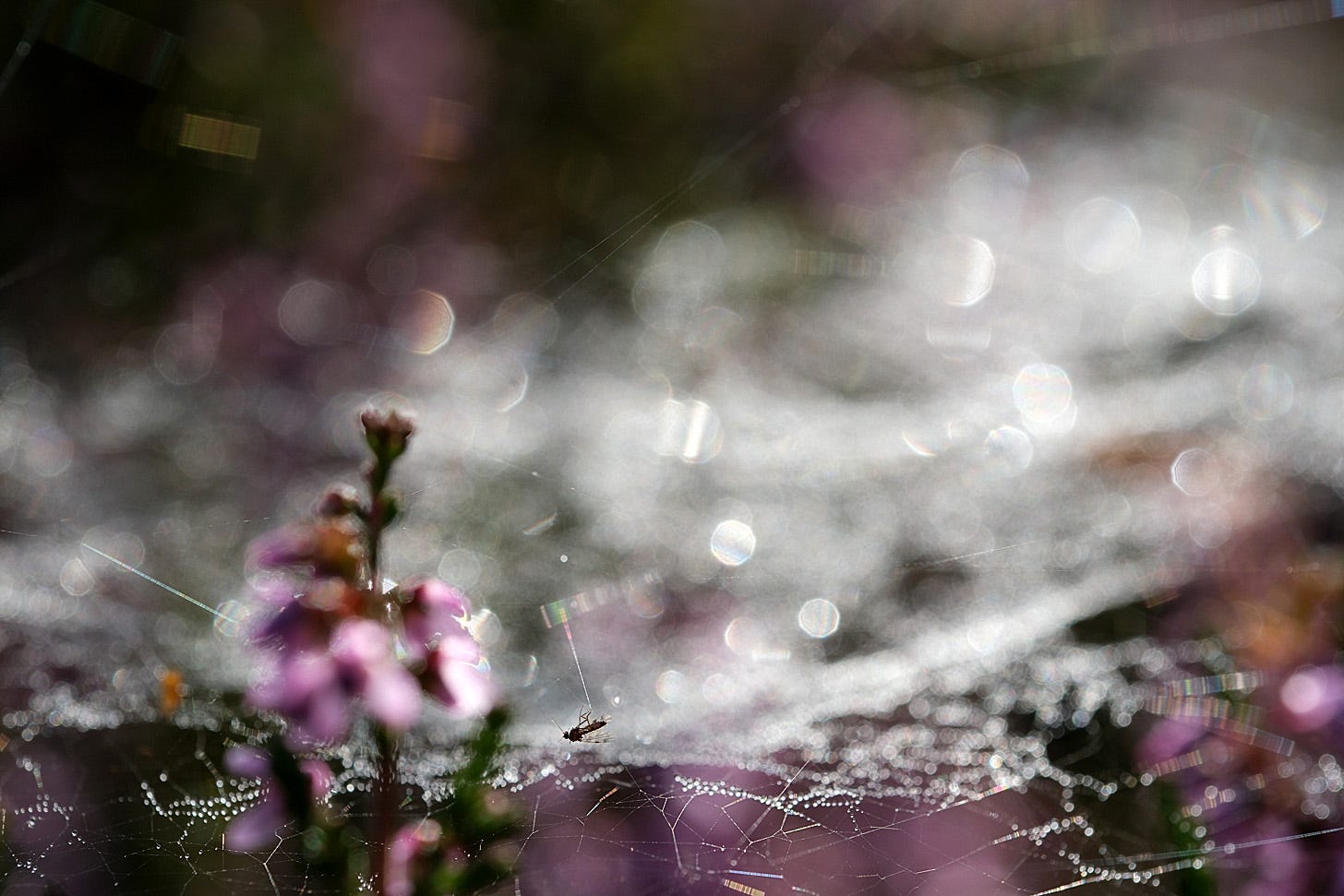 The resting place for an unfortunate fly is the bed of a sheet weaver spider’s web. Flowers courtesy of ling heather (Calluna vulgaris)