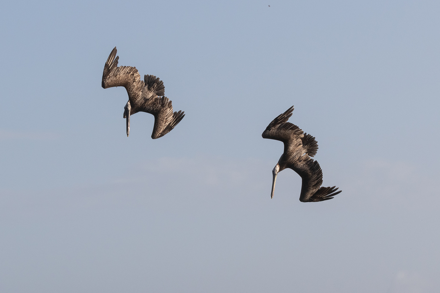 two brown pelicans against the sky, their wings outsretched as ther beaks point directly downward.