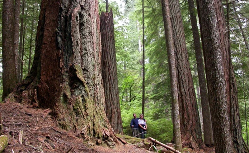 Two people standing next to huge trees in an old-growth forest