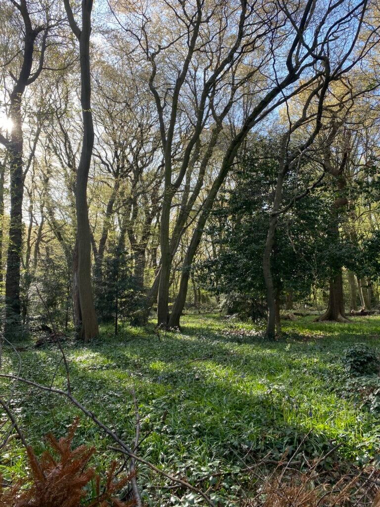 Bluebells in the woods