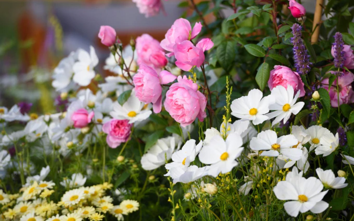 pink roses in a cottage garden