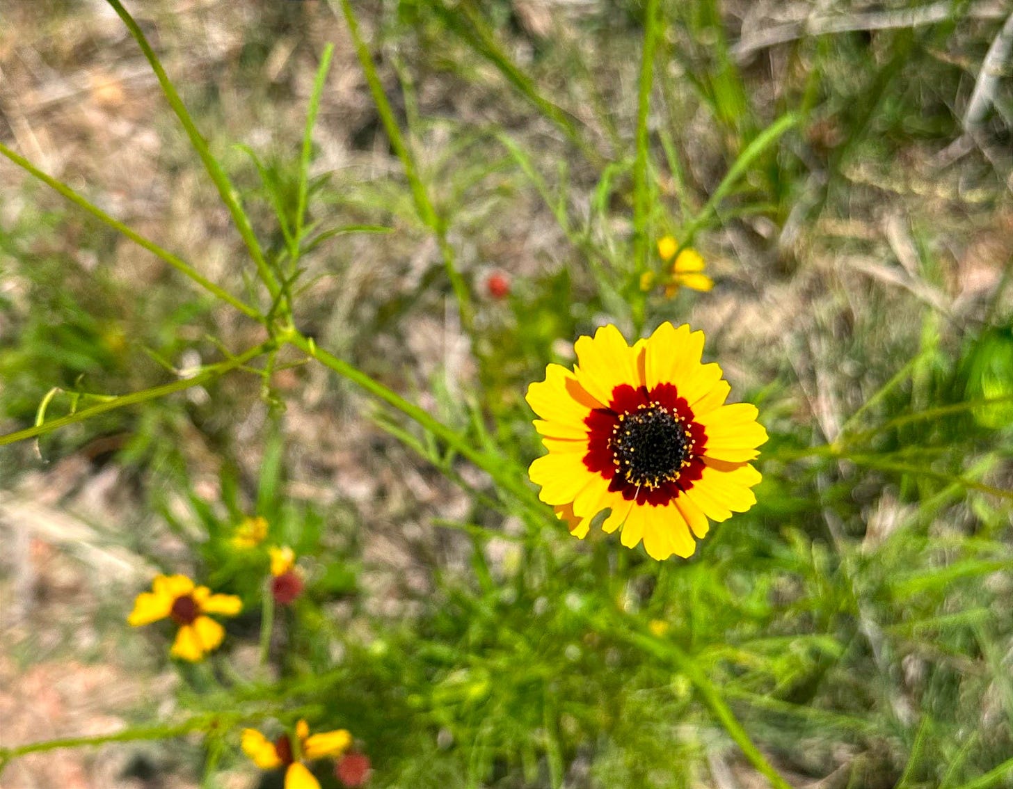 tinctoria coreopsis