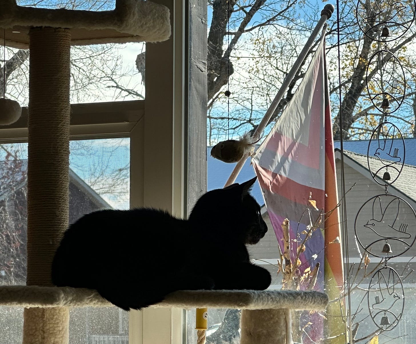 a black cat in front of a pride flag 