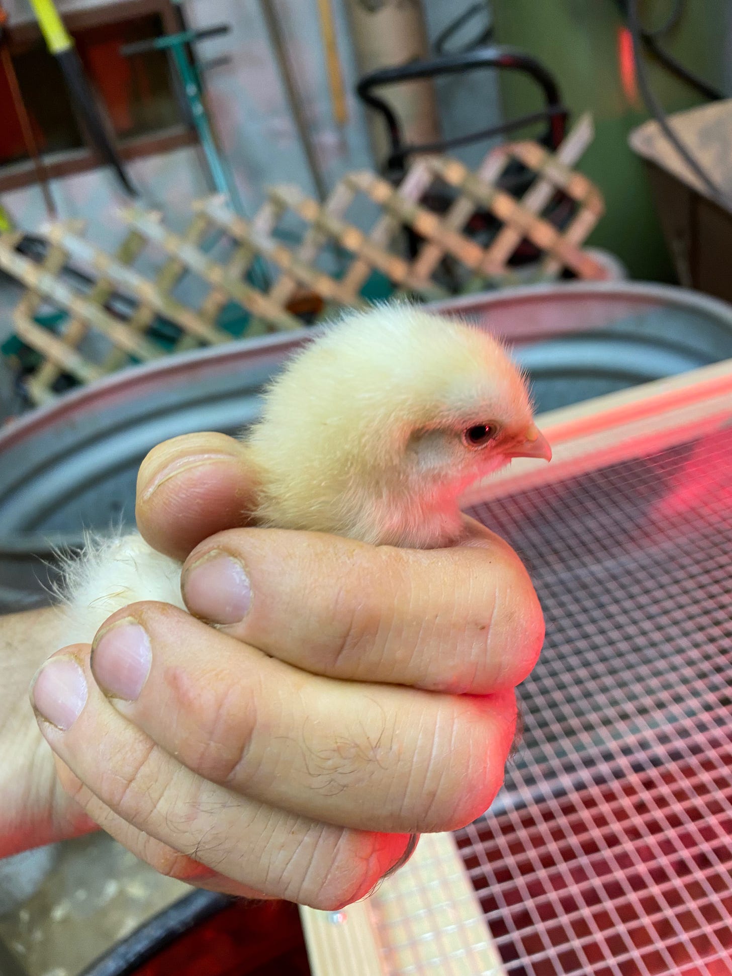 Fuzzy Buff Orpington