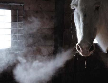 All the Dying Horses: Neglect cases soaring in Minnesota – Twin Cities