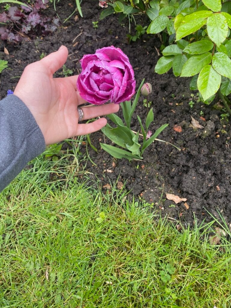 Tulip in bloom