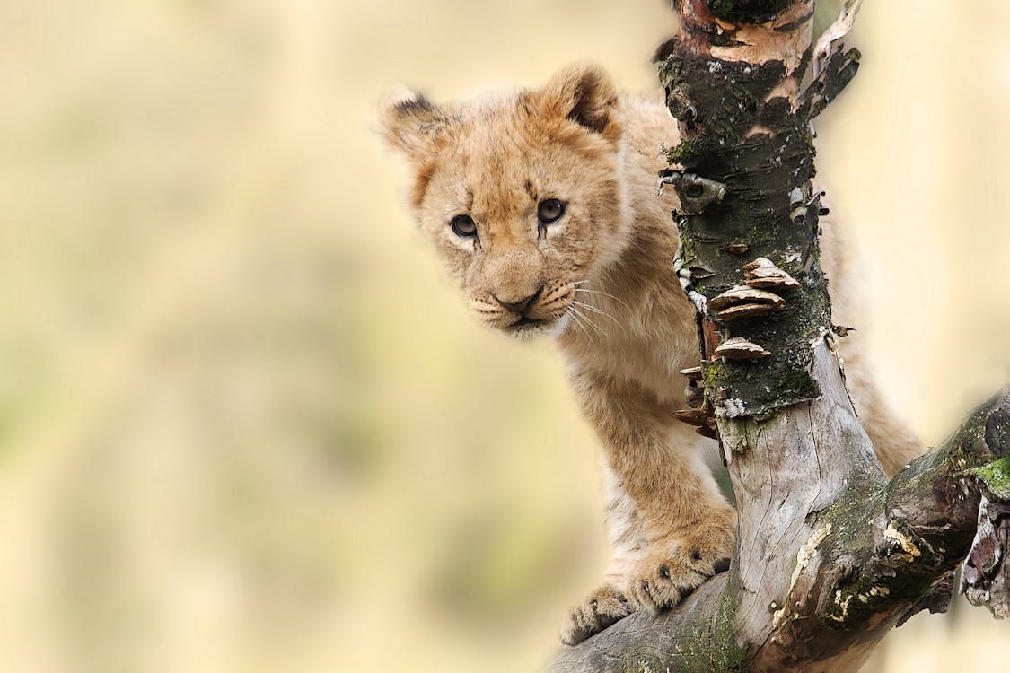 Free A cute lion cub playfully climbing a tree in the wild, showcasing curiosity and innocence. Stock Photo