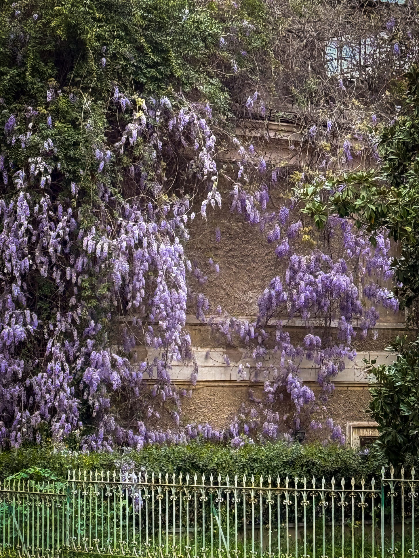 Spring wisteria blooming along a garden wall in Rome.
