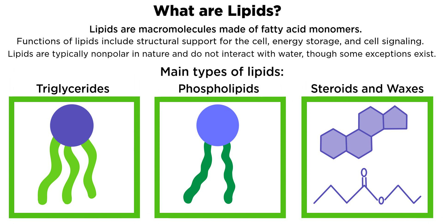 What Are Lipids? — Structure & Function - Expii