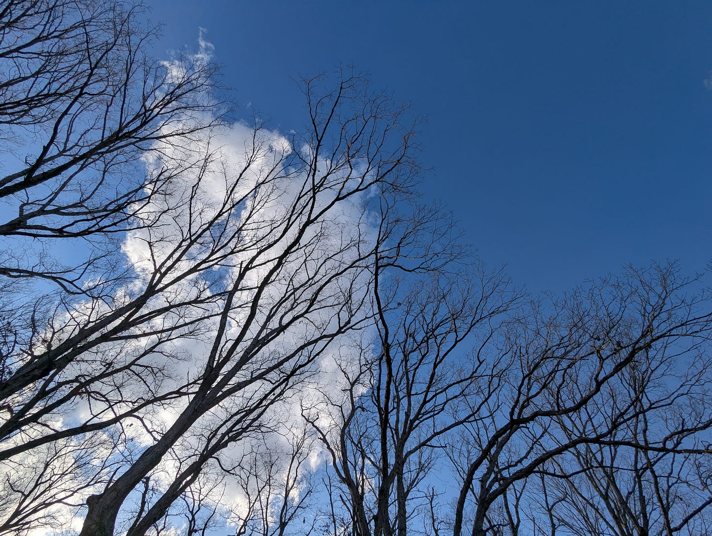 Upward angle of trees against the sky and clouds.