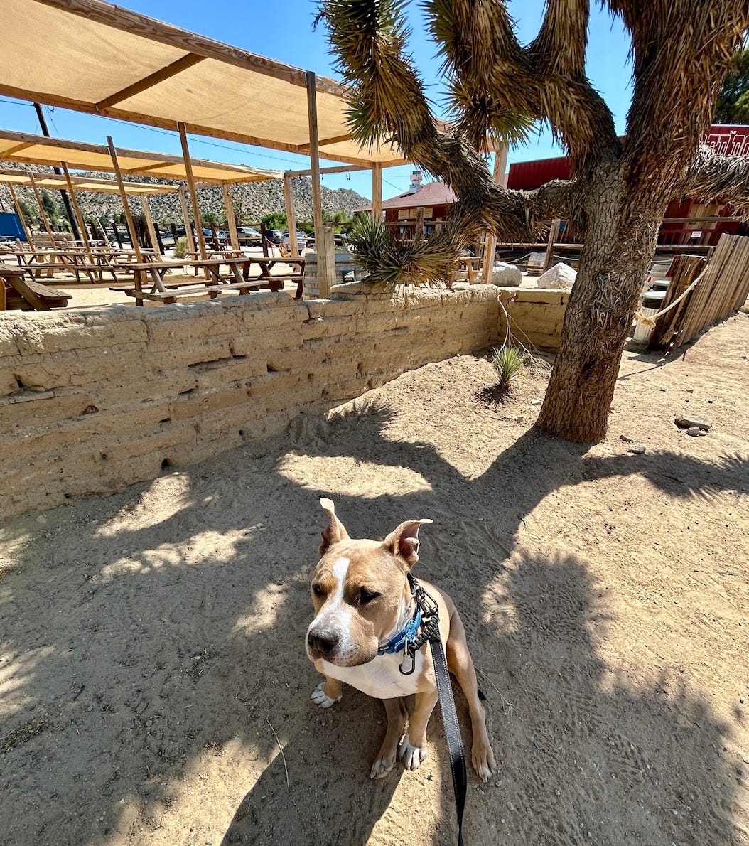 Elvis sitting in the dirt with a patio and Joshua tree in the background