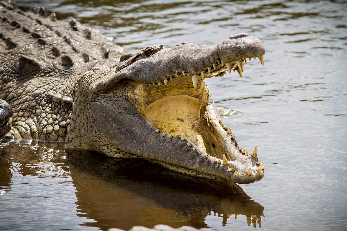 Image: Alligator; jo Crebbin / Shutterstock.com