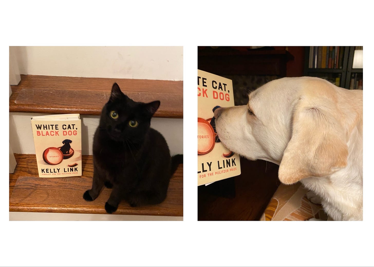 Image shows a black cat and white dog alongside Kelly Link's WHITE CAT, BLACK DOG