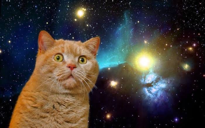 宇宙猫の画像