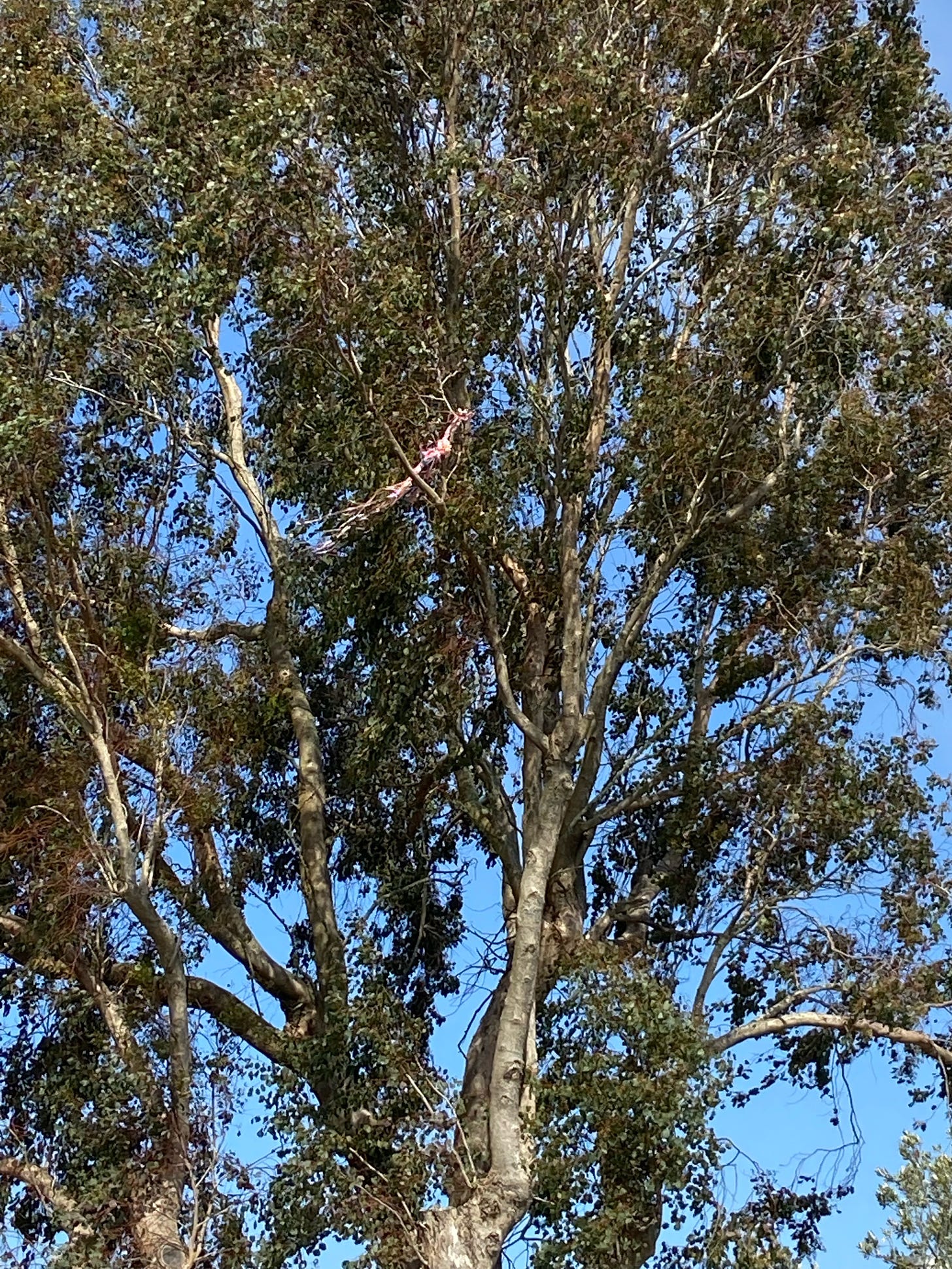 Kite in tree