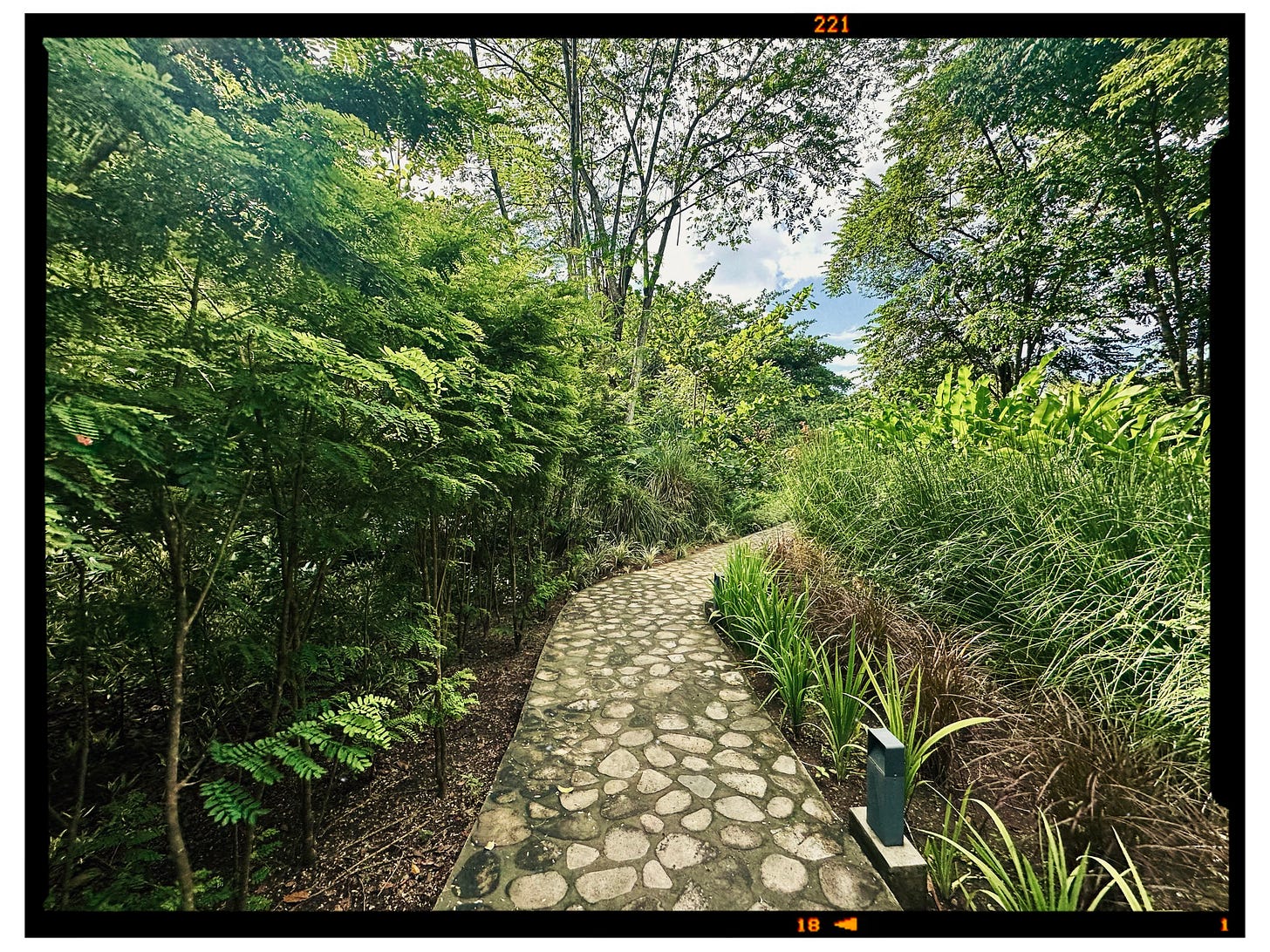 Dominica greenery