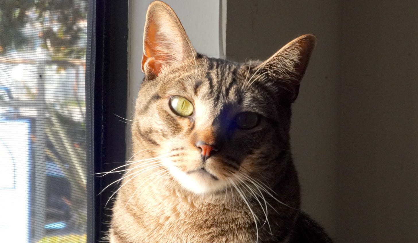 A striped tabby cat with green eyes sitting on a window looking at the viewer. He has questions.