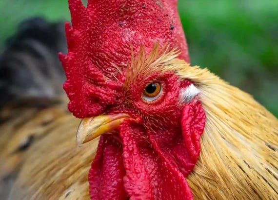 Close-up of a chicken, illustrating the focus of epidemiological studies on animal health and disease transmission