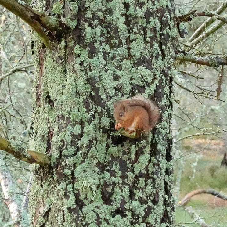 Red squirrel eating a nut on a Scots pine tree branch
