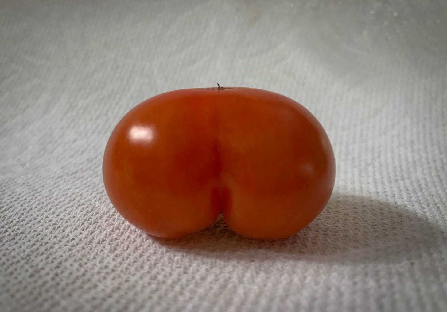 A bright red tomato on a white paper towel. The shape of the tomato facing front resembles the shape of a human butt.