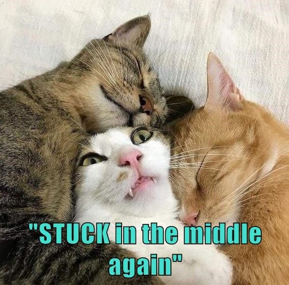 STUCK in the middle again" - Lolcats - lol | cat memes | funny cats | funny  cat pictures with words on them | funny pictures | lol cat memes | lol cats