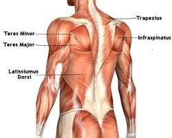 The lats and teres major work... - NeuroKinetic Therapy | Facebook