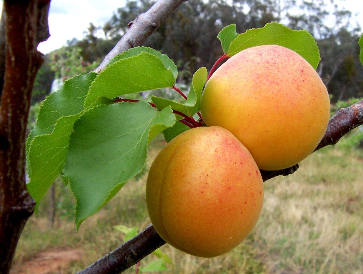 Prunus armeniaca - Wikipedia