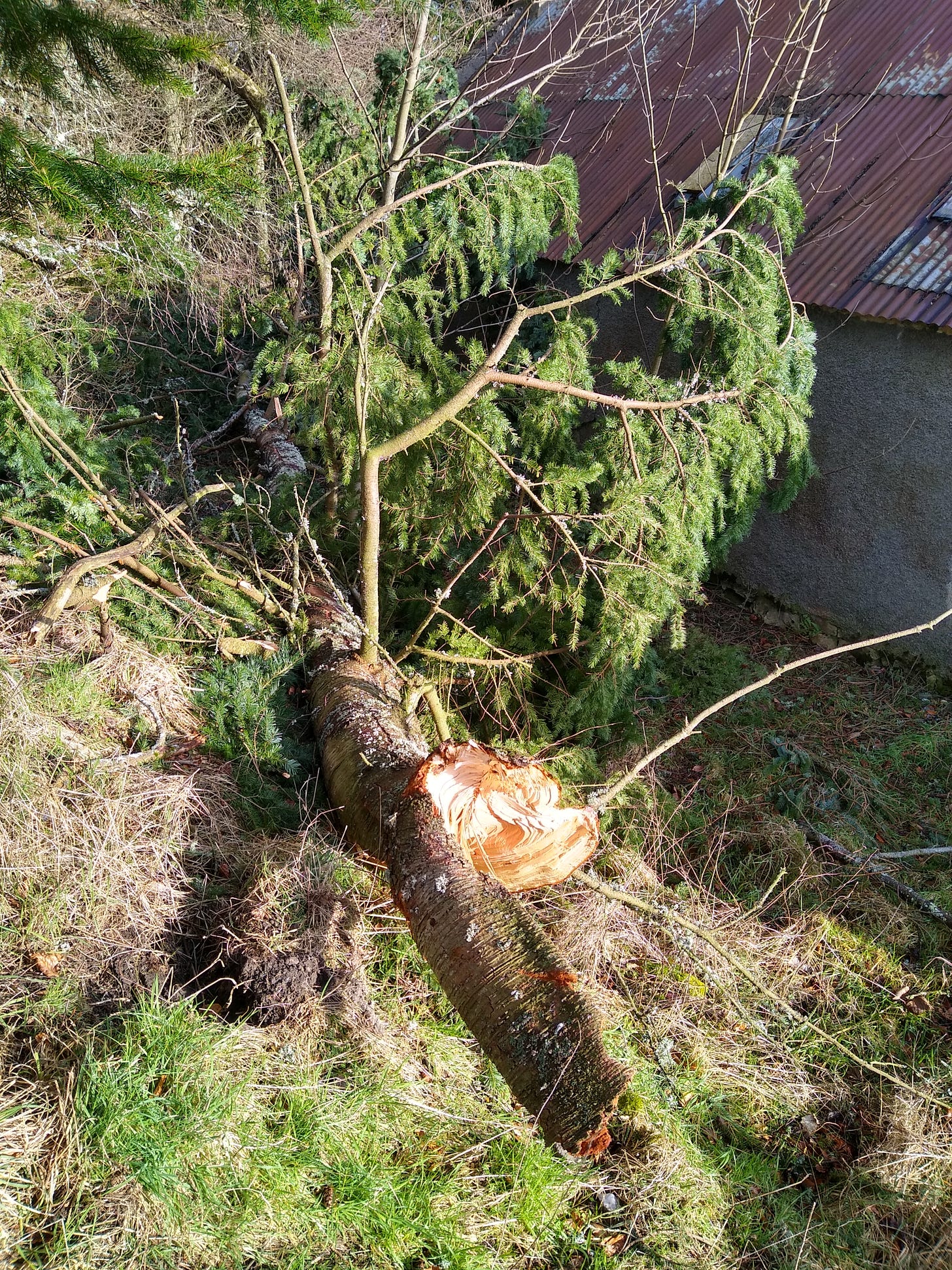 photograph of a big pine tree that has broken in half