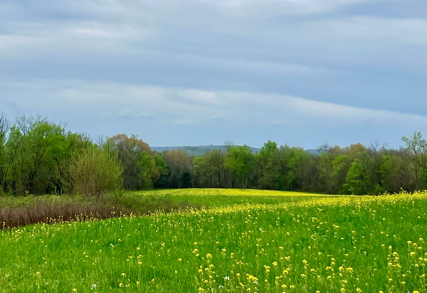 Grass covered hills with swaths of blooming yellow flowers against a background of trees and a blue sky with clouds.