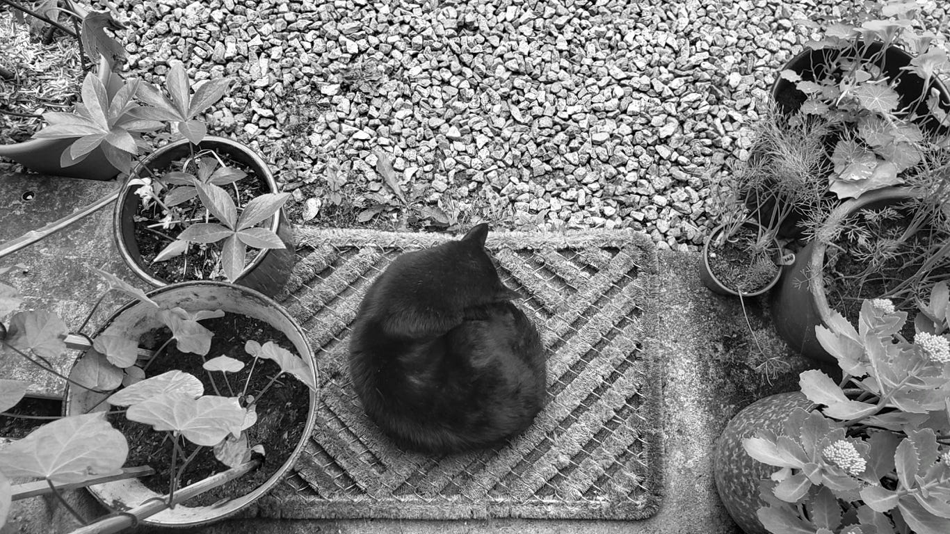 Aerial view of a black cat curled up on a doormat, surrounded by plants