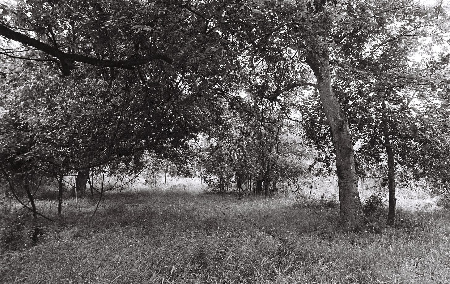 Black and white film photo of edgeland trail