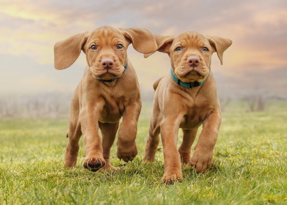 Vizsla Dog Breed: Pictures, Info, Origins & Characteristics – Dogster