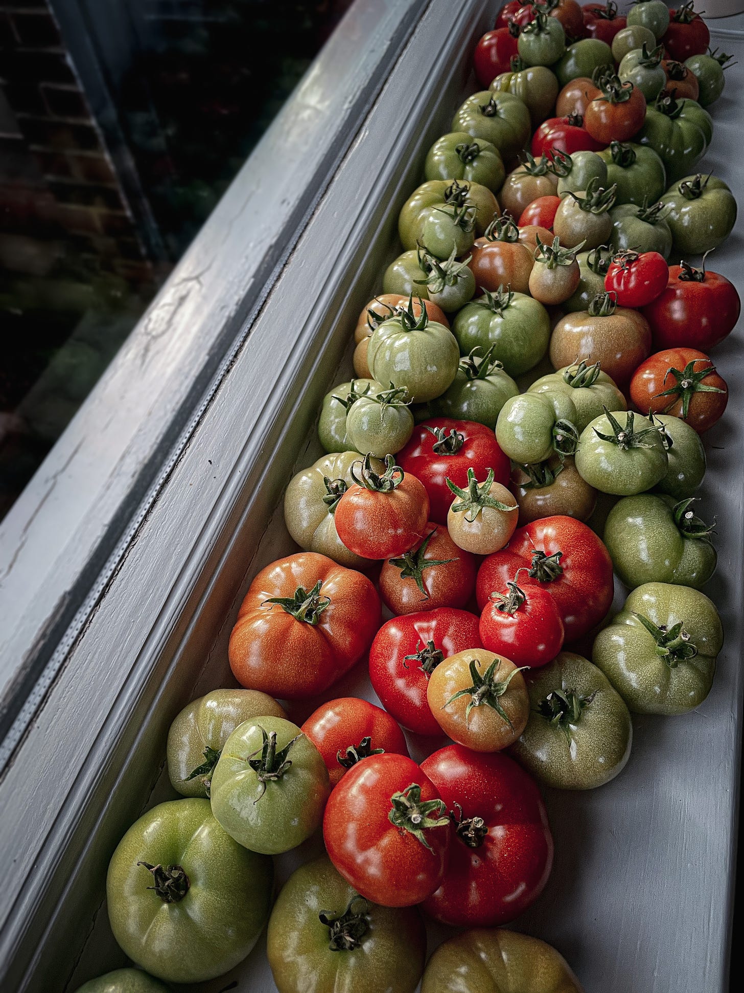 A windowsill filled with tomatoes in varying stages of ripeness.