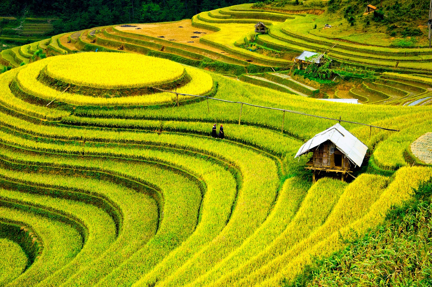 Where to find rice terraces in Vietnam | InsideAsia Blog Where to find rice terraces in Vietnam | InsideAsia Blog