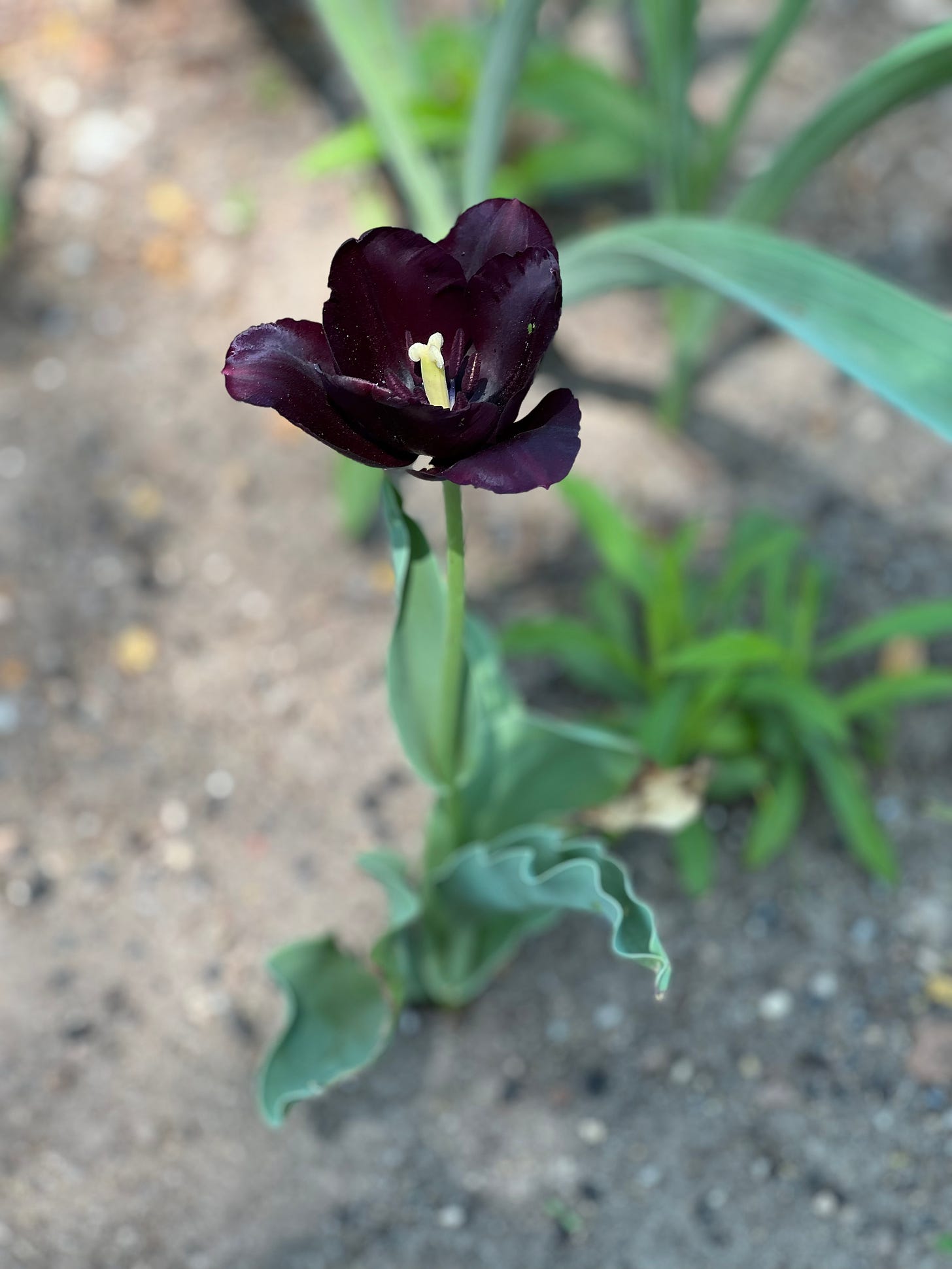 A single aubergine-colored tulip with open petals, green stem and ruffled leaves