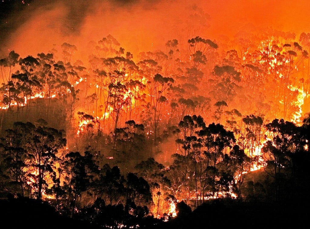 Forest of eucalyptus trees on fire.