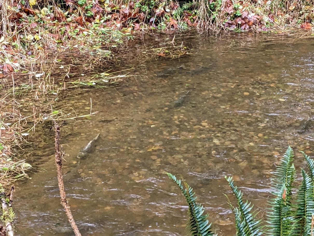 A small river with salmon spawning in the river. There is a mix of small vegetation around the river. It is a forested area but the trees aren't visible in the picture.