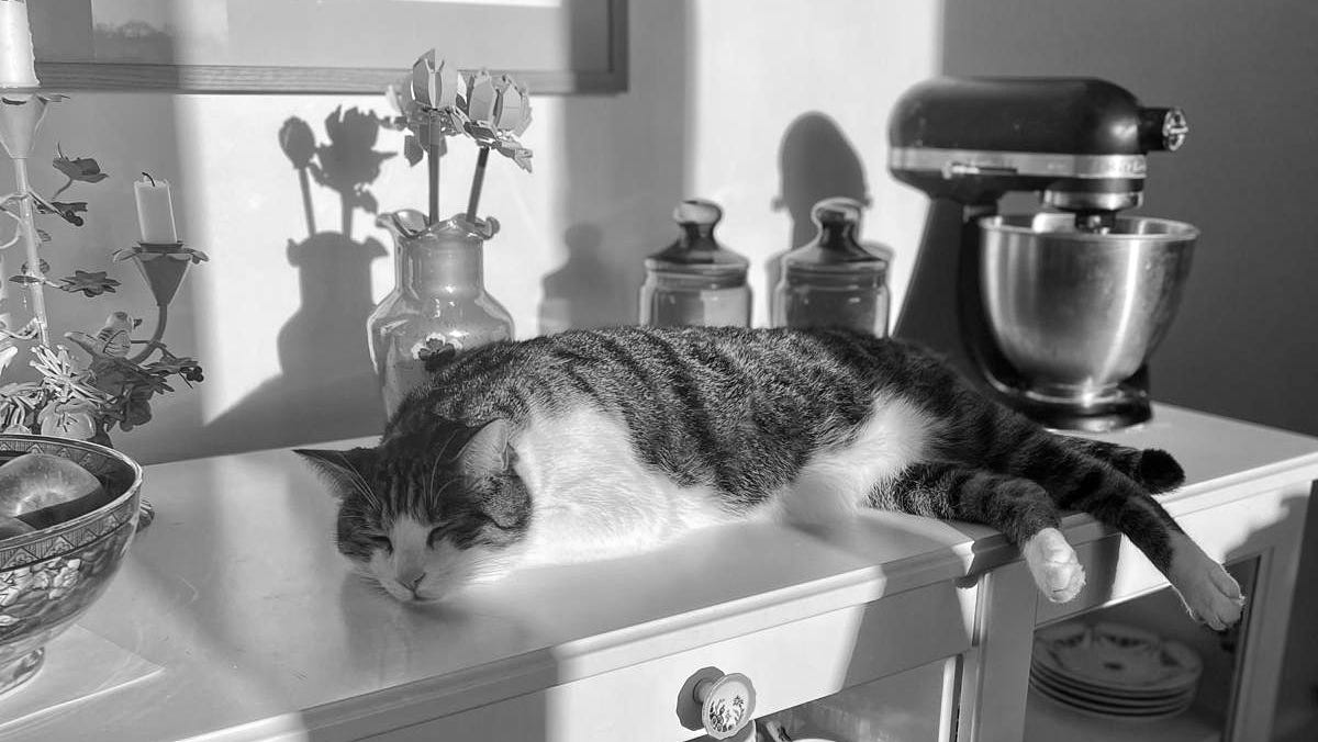 A tabby and white cat snoozing on a sideboard in the sun