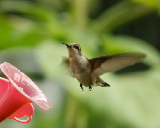 Jewel-throated Female