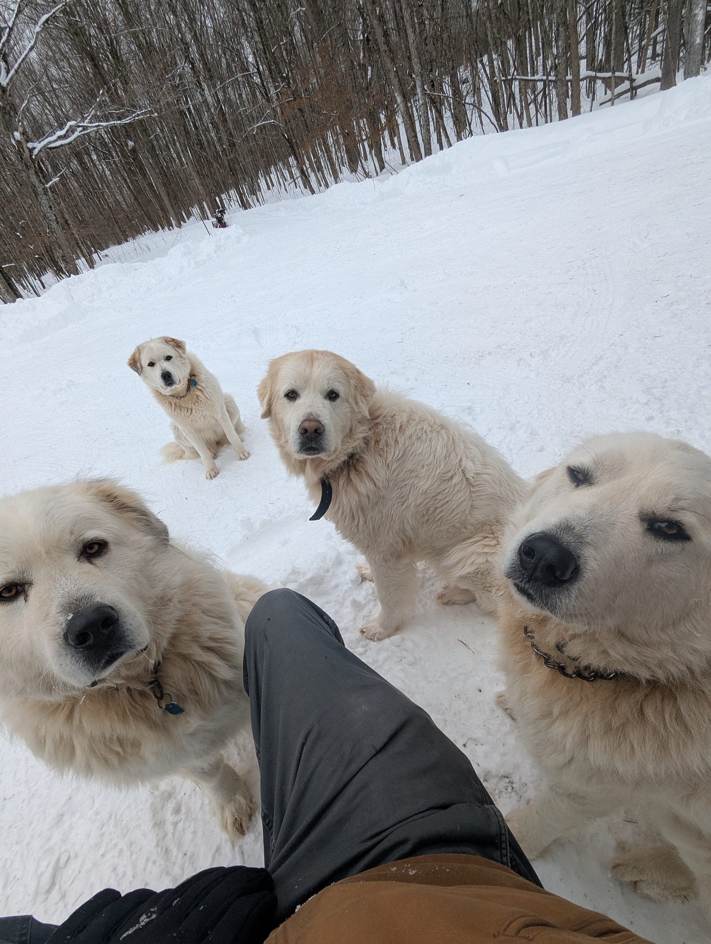 Dogs giving the look of love