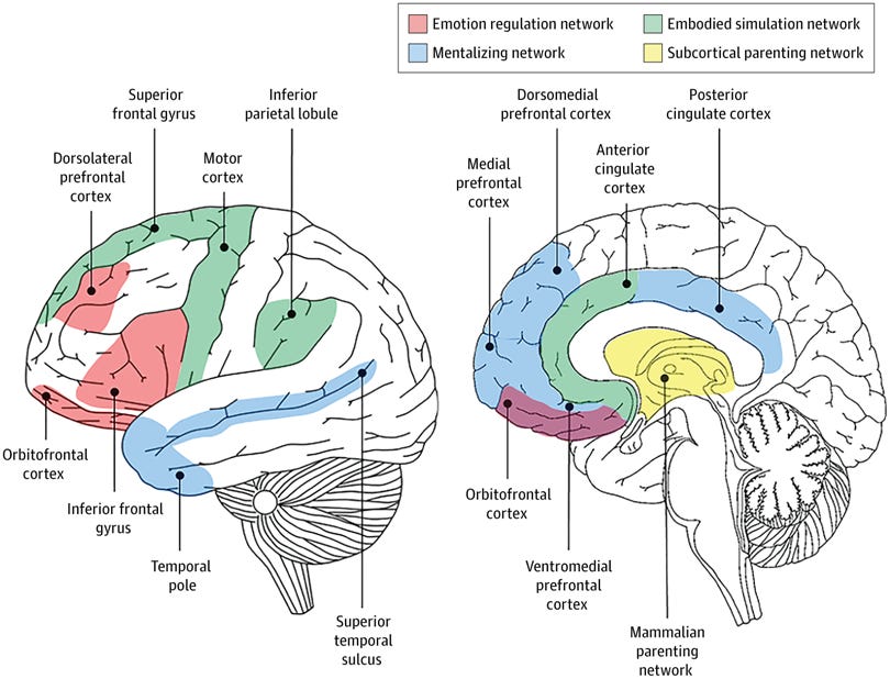 Brain Network of Paternal Brain