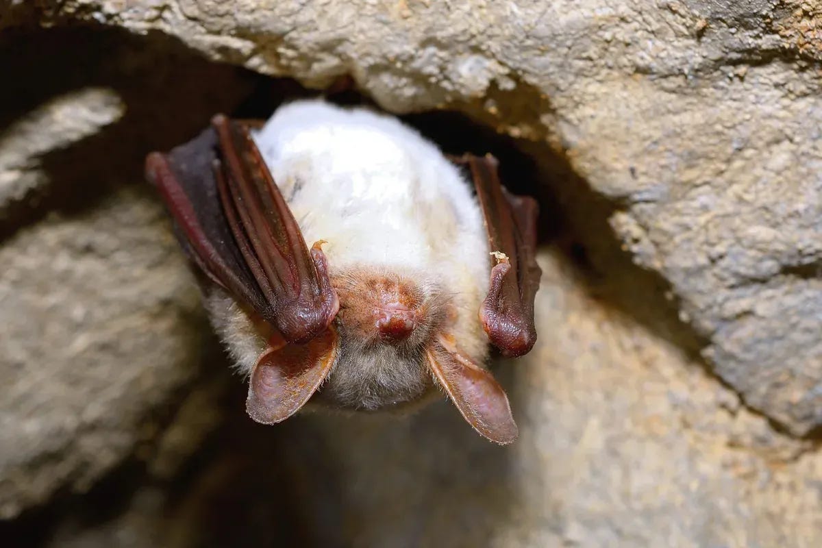 Greater mouse-eared bat ( Myotis myotis) in cave