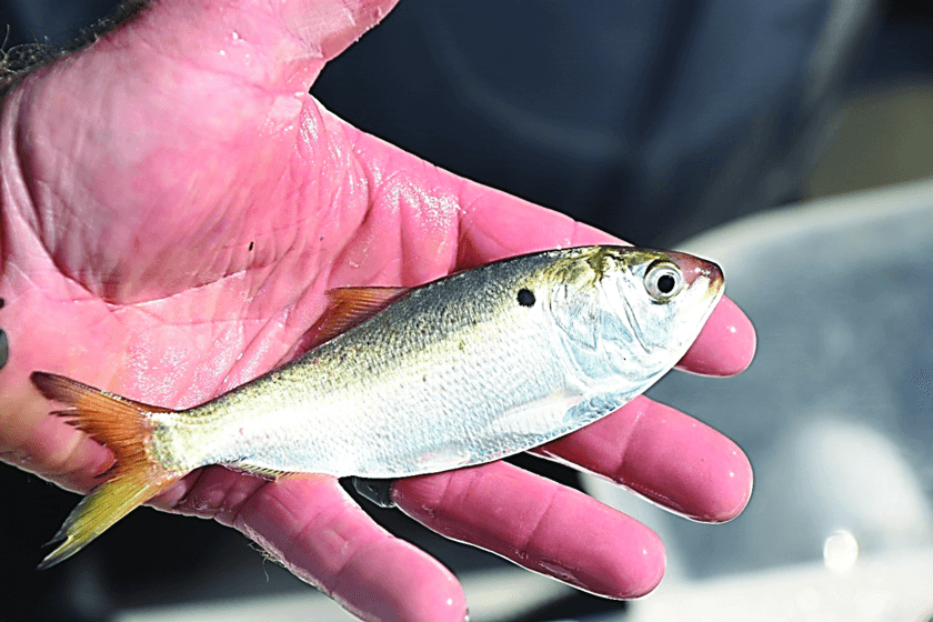 Managing Menhaden: The Most Important Fish in the Sea - Fly Fisherman