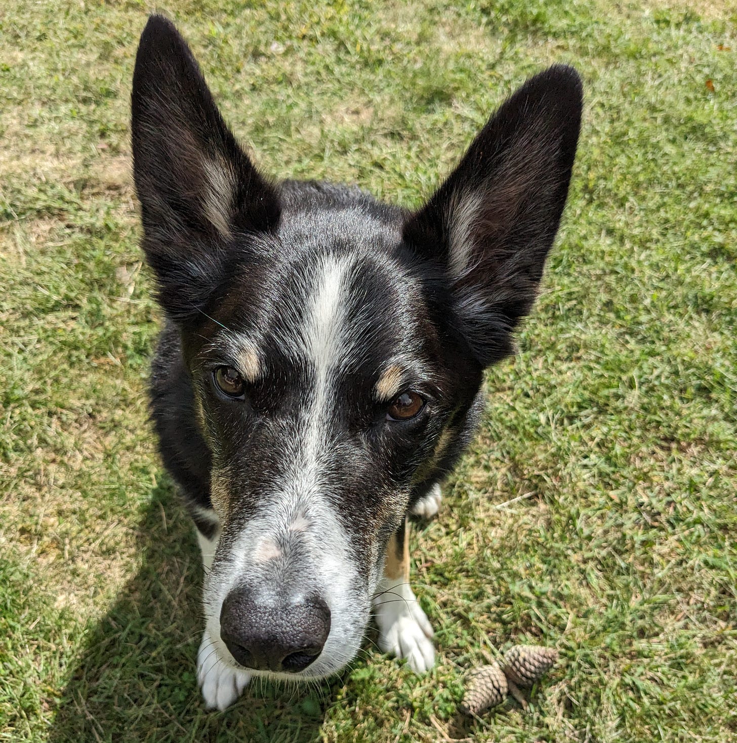 Dog sitting next to two pitch pine cones