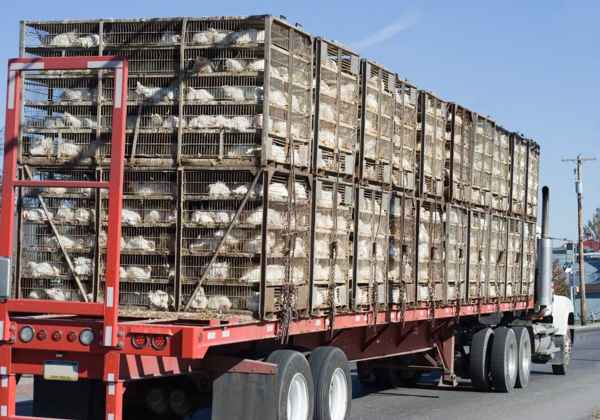 Truck Carrying More Than 5,000 Chickens Overturns on Highway, Killing  Hundreds of Birds - Mercy For Animals