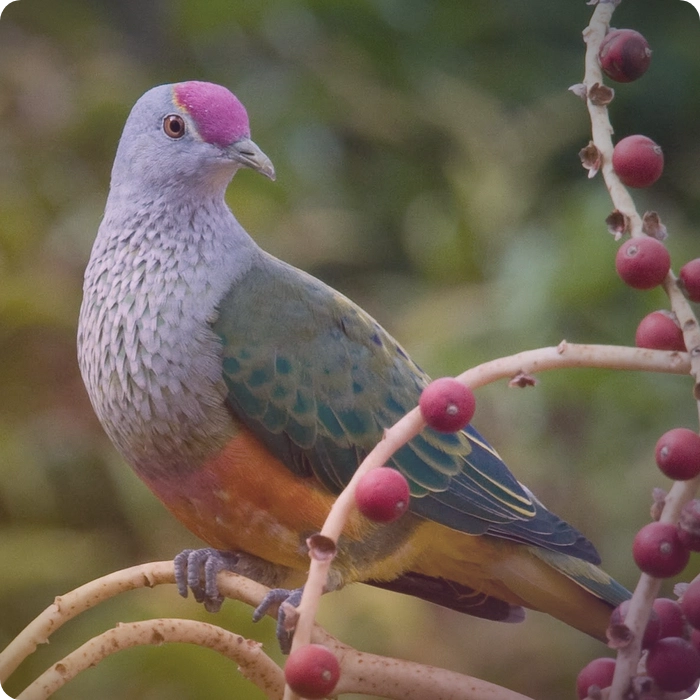 Image of a rainbow dove or pigeon. Blog post article about hopepunk.