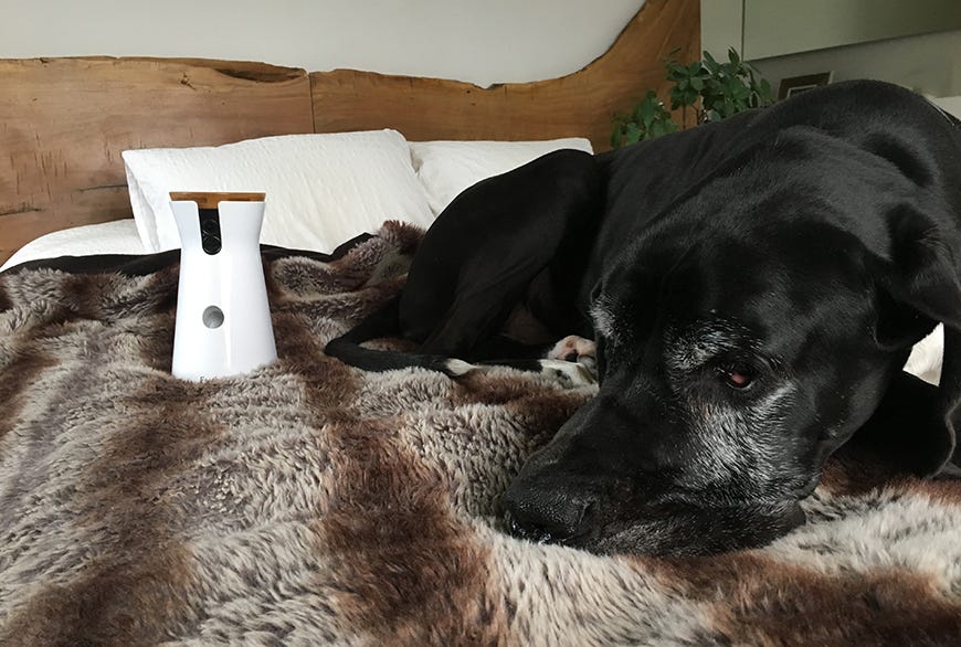 What our dogs do when they are alone at home? - Blog | HANNIKO, for dog and  deco lovers